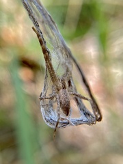 Pisaurina mira