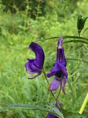Aconitum baicalense