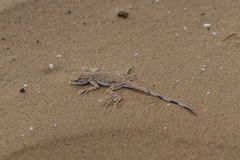 Phrynocephalus guttatus