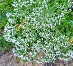 Eupatorium torreyanum