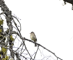 Empidonax difficilis