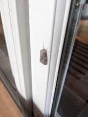 Spodoptera ornithogalli