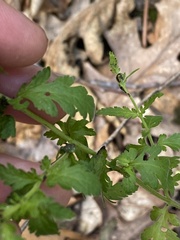 Aureolaria pedicularia