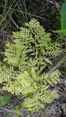 Botrypus virginianus