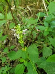 Stachys tenuifolia