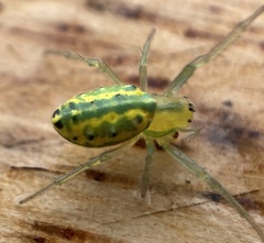 Alpaida variabilis