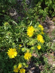 Grindelia squarrosa
