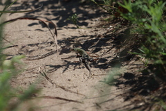 Aspidoscelis sexlineatus