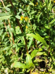 Symphyotrichum chilense