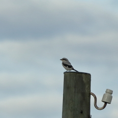 Lanius excubitor