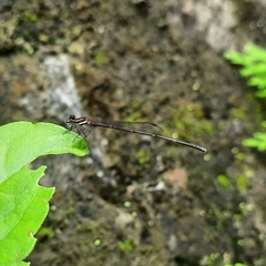 Prodasineura verticalis