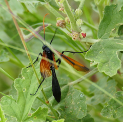 Rhynchophion flammipennis