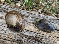 Utterbackiana suborbiculata