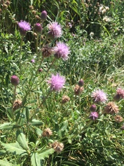 Cirsium altissimum