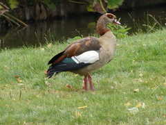 Alopochen aegyptiaca