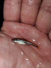 Notropis bifrenatus