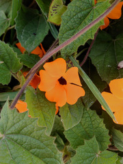 Thunbergia alata