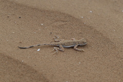 Phrynocephalus guttatus