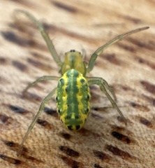 Alpaida variabilis