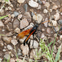 Rhynchophion flammipennis