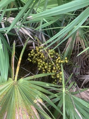 Coryphoideae