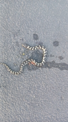 Lampropeltis californiae
