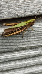 Omocestus viridulus
