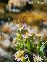 Symphyotrichum chilense