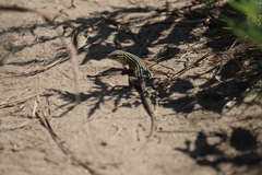 Aspidoscelis sexlineatus