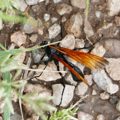 Rhynchophion flammipennis