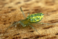 Alpaida variabilis