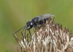 Astata