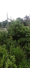 Ficus carica
