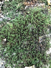 Atrichum undulatum