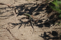 Aspidoscelis sexlineatus