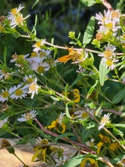 Symphyotrichum chilense
