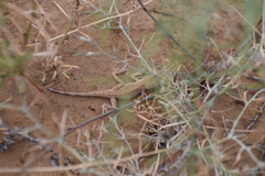 Phrynocephalus guttatus