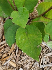 Eurybia macrophylla