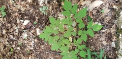 Actaea