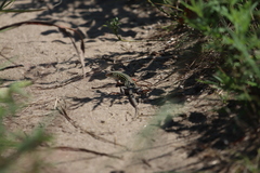 Aspidoscelis sexlineatus