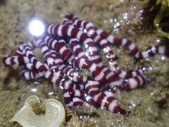Baseodiscus hemprichii