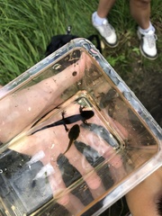 Triturus cristatus