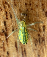 Alpaida variabilis