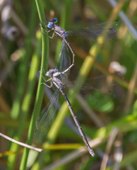 Lestes
