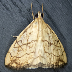 Evergestis pallidata