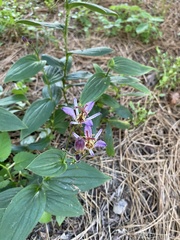 Tricyrtis