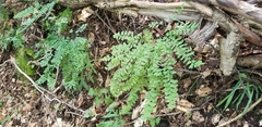 Adiantum pedatum