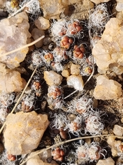 Anacampseros subnuda