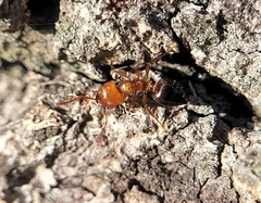 Crematogaster laeviuscula