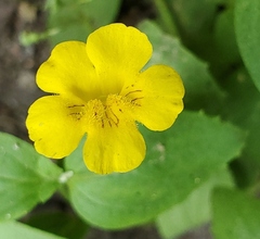 Erythranthe moschata